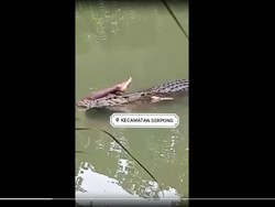 Viral Video Buaya Seret Mayat Manusia di Serpong, Dipastikan Hoax