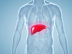 Fungsi Hati Sebagai Sistem Ekskresi, Pahami Penjelasannya