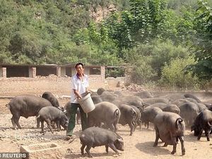 Babi Bikin Orang China Jadi Tajir, Begini Pangsa Pasarnya Babi Bikin Orang China Jadi Tajir, Begini Pangsa Pasarnya