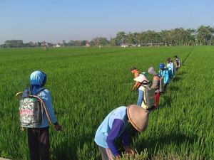 Ramah Lingkungan, Pestisida Nabati Digunakan Petani Pati Atasi Hama Ramah Lingkungan, Pestisida Nabati Digunakan Petani Pati Atasi Hama