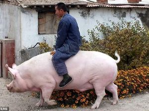 5 Fakta Babi Jumbo Seberat 500 Kg yang Kini Dikembangkan China 5 Fakta Babi Jumbo Seberat 500 Kg yang Kini Dikembangkan China