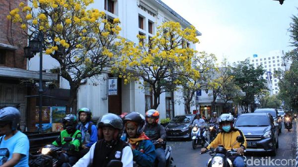 Bunga Tabebuya Makin Bikin Jalan Braga Serasa Luar Negeri