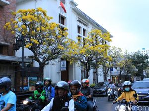 Bunga Tabebuya Makin Bikin Jalan Braga Serasa Luar Negeri