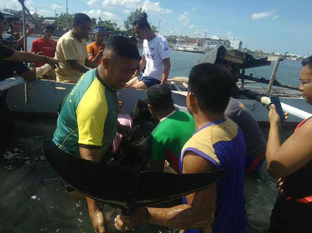 Lumba-lumba Terluka Terdampar di Pantai Cempae Parepare Lumba-lumba Terluka Terdampar di Pantai Cempae Parepare