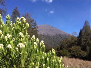 Edelweiss dan hutan cemara Mahameru Edelweiss dan hutan cemara Mahameru