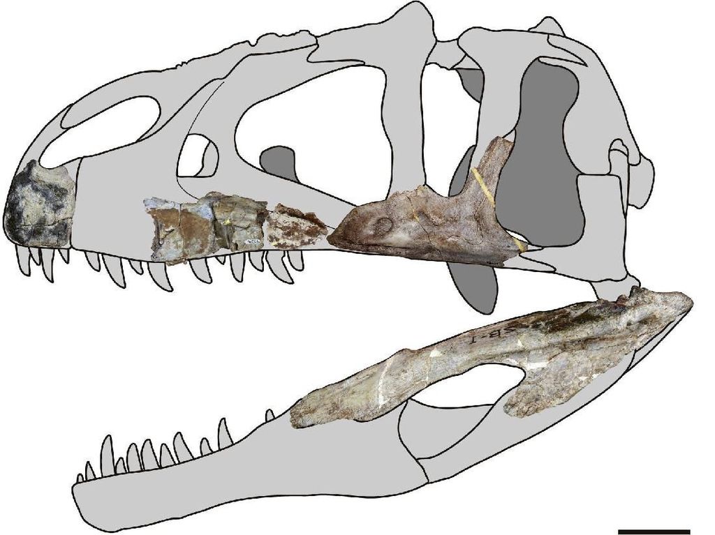 Fosil Dinosaurus Bergigi Hiu Ditemukan di Thailand