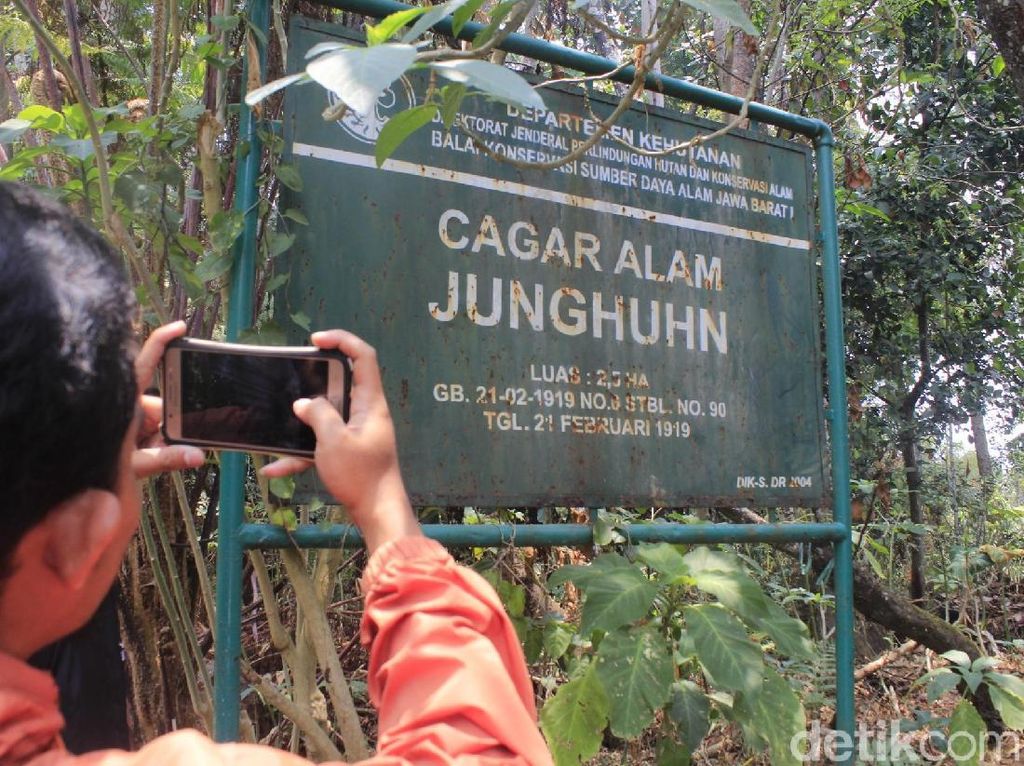 Taman Junghuhn, Cagar Alam Jabar yang Terlupakan Taman Junghuhn, Cagar Alam Jabar yang Terlupakan