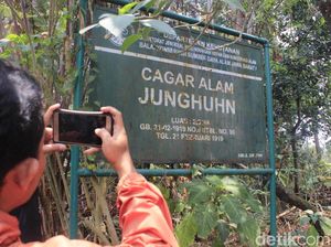 Taman Junghuhn, Cagar Alam Jabar yang Terlupakan Taman Junghuhn, Cagar Alam Jabar yang Terlupakan