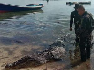 Panjangnya Nyaris 5 Meter, Buaya Air Asin Raksasa Tewaskan Nelayan Panjangnya Nyaris 5 Meter, Buaya Air Asin Raksasa Tewaskan Nelayan
