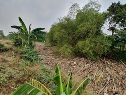 Sungai Cikeas Bekasi Dipenuhi Tumpukan Sampah Gelondongan Bambu
