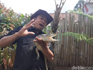 Presenter Steve Ewon Banting Setir Ikut Pilkades di Bandung Barat