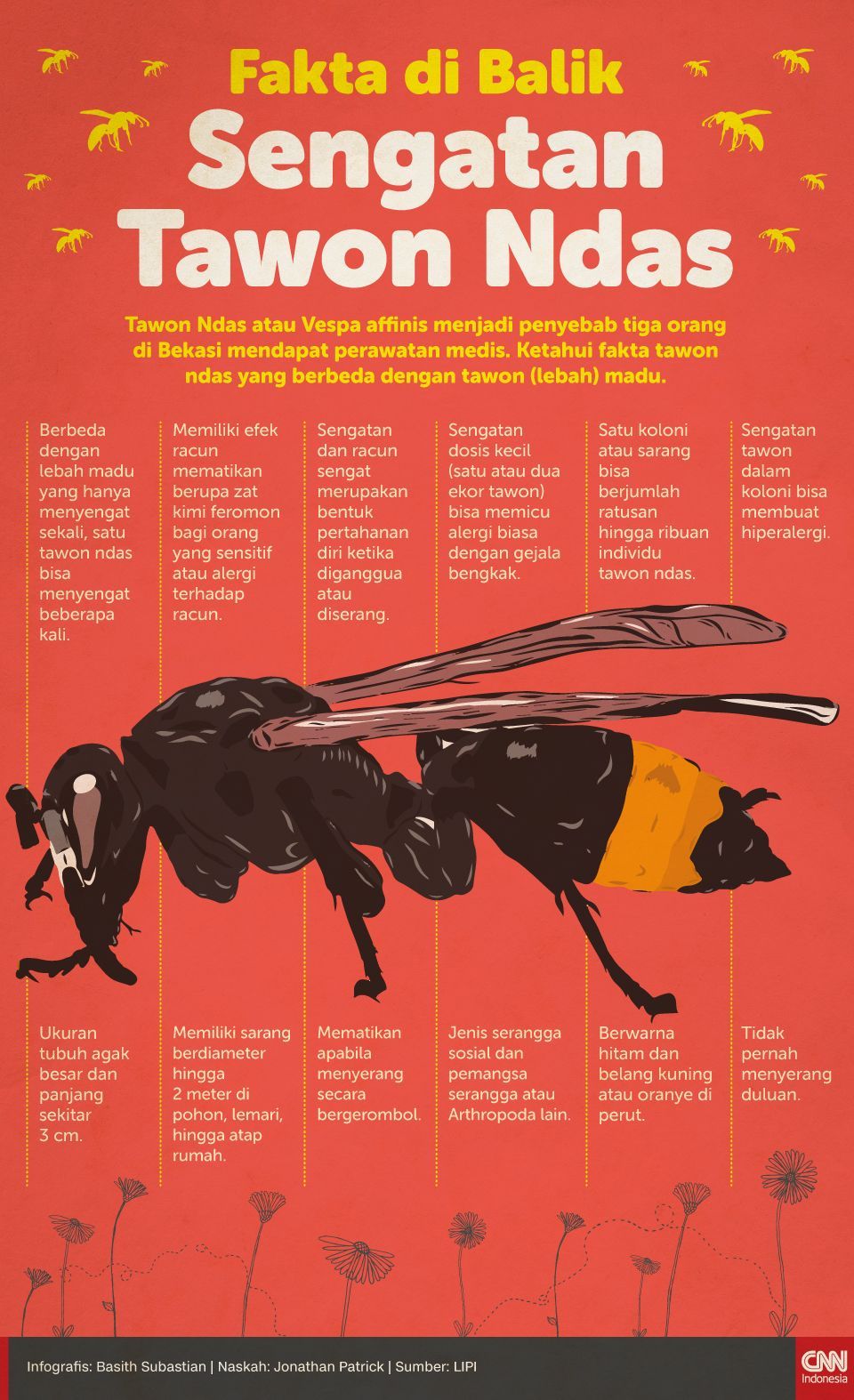 Infografis Fakta di Balik Sengatan Tawon Ndas