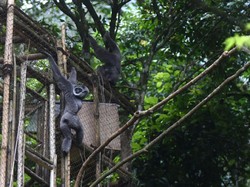 Peduli Owa Jawa, Yuk Ikutan Camping di Gunung Puntang