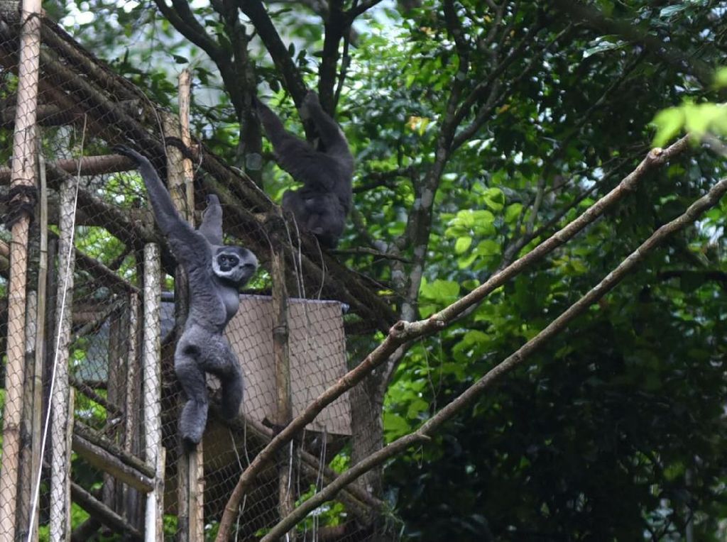 Peduli Owa Jawa, Yuk Ikutan Camping di Gunung Puntang Peduli Owa Jawa, Yuk Ikutan Camping di Gunung Puntang