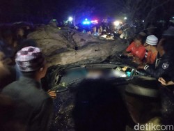 Pohon Asam Tumbang Timpa Mobil di Situbondo, 3 Orang Tewas