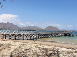 Haruskah Komodo Dijadikan Jurassic Park, Pak Luhut?