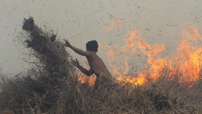 Banding Kandas, Perusahaan Pembakar Hutan di Jambi Dihukum Rp 590 M Banding Kandas, Perusahaan Pembakar Hutan di Jambi Dihukum Rp 590 M