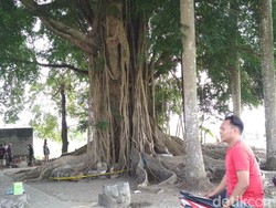 Hasil Ekskavasi, Diduga Bangunan Utama Candi Gedog di Bawah Pohon Beringin