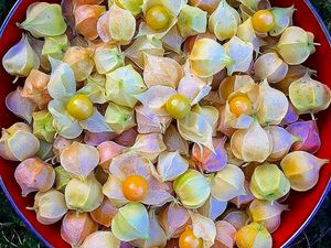 Ciplukan hingga Kelubi, Ini 5 Buah Unik Asli Indonesia Ciplukan hingga Kelubi, Ini 5 Buah Unik Asli Indonesia