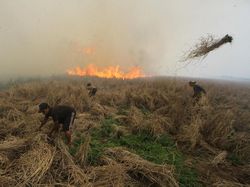 Video Jokowi Sebut 99% Karhutla Ulah Manusia dengan Motif Ekonomi