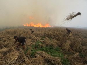 Karyawan Tersandung Kasus Karhutla, PTPN V Dukung Penegakan Hukum Karyawan Tersandung Kasus Karhutla, PTPN V Dukung Penegakan Hukum