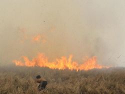 Guru Besar IPB Minta Penanganan Karhutla Jangan Hanya Lip Service