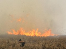 Polres Pelalawan Tangkap Pelaku Karhutla di Riau