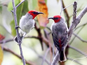 Myzomela Alor, Burung Cantik yang Baru Ditemukan di Pulau Alor NTT