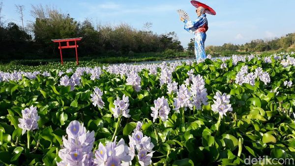 Foto: Seperti di Jepang, Padahal di Bantul