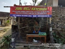 Bisnis Jual Beli Ketombe Viral, Kenali 8 Penyebab Kepala Berketombe
