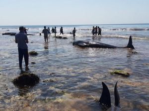 17 Paus Pilot Terdampar di Pulau Sabu NTT, 7 Ekor Mati