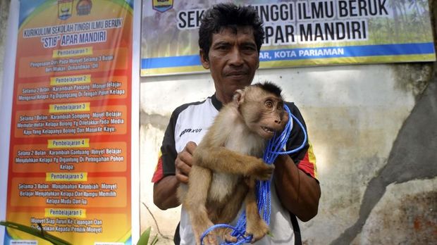 Seorang pelatih menunjukkan seekor beruk yang akan dilatih di Sekolah Tinggi Ilmu Beruk (STIB), Desa Apar, Pariaman. (ANTARA FOTO/Iggoy el Fitra)
