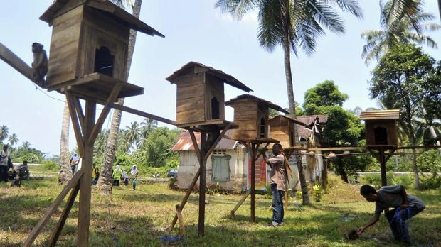 Rumah khusus beruk untuk bermalam di Sekolah Tinggi Ilmu Beruk (STIB), Desa Apar, Pariaman. (ANTARA FOTO/Iggoy el Fitra)