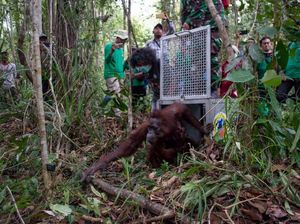 Orang Utan Mama Sifa dan Anaknya Diselamatkan dari Karhutla di Kalbar Orang Utan Mama Sifa dan Anaknya Diselamatkan dari Karhutla di Kalbar