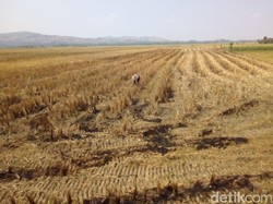 Pengaliran Air Irigasi Waduk Kedungombo Dibuka 1 November