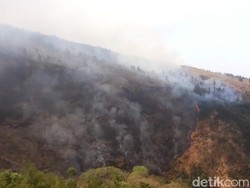 Cemara dan Akasia Ludes, Kebakaran di Gunung Ringgit Pasuruan Padam