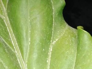 Awan Panas Letusan Gunung Merapi, Hujan Abu Tipis Guyur Magelang