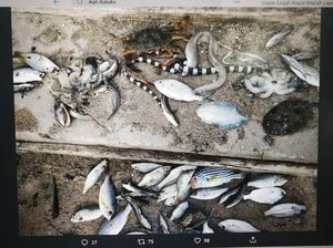 Ikan hingga Ular Laut Mati Misterius di Pantai Maluku, Ini Kata BNPB