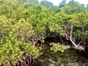 Cegah Kerusakan Pantai, 15 Ribu Mangrove Ditanam di Teluk Kendari