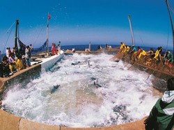 Pulau Kecil di Italia Ini Jadi Pemasok Bluefin Tuna untuk Jepang