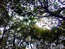 Menakar Insentif Hijau