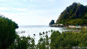 Foto: Rewataa, Hutan Mangrove Kaya Pesona di Sulawesi Barat