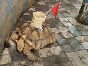 Tega! Punggung Penyu di Kebun Binatang Ini Ditempeli Keranjang