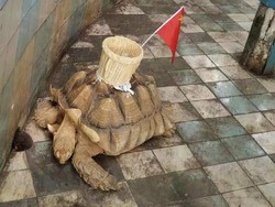 Tega! Punggung Penyu di Kebun Binatang Ini Ditempeli Keranjang