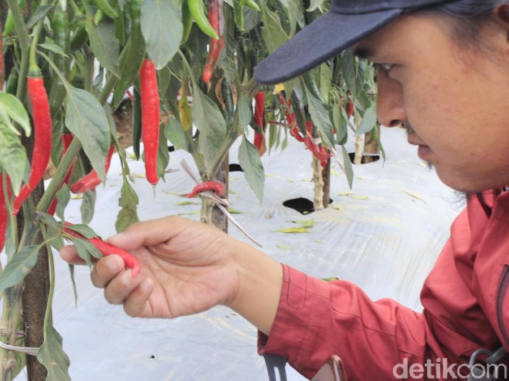 Carvi Agrihorti, Cabai Varietas Unggulan Baru yang Tahan Virus Carvi Agrihorti, Cabai Varietas Unggulan Baru yang Tahan Virus