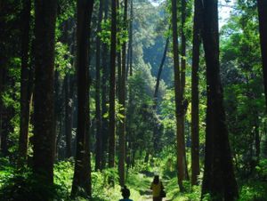 Berjalan dalam teduh-Mu Berjalan dalam teduh-Mu
