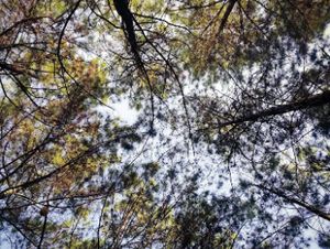 Lindungi Hutan Lindungi Hutan