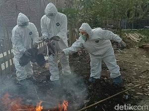 Positif Flu Burung, Belasan Unggas di Tegal Dibakar