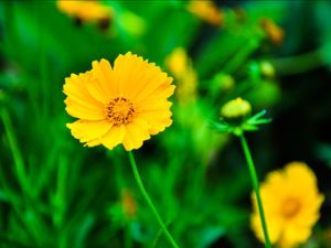 Warna Warni Dalam Hutan Indonesia Warna Warni Dalam Hutan Indonesia