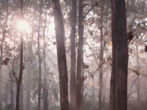 Ini Titik Illegal Logging di Hutan Blora Berujung 18 Warga Dipolisikan Ini Titik Illegal Logging di Hutan Blora Berujung 18 Warga Dipolisikan